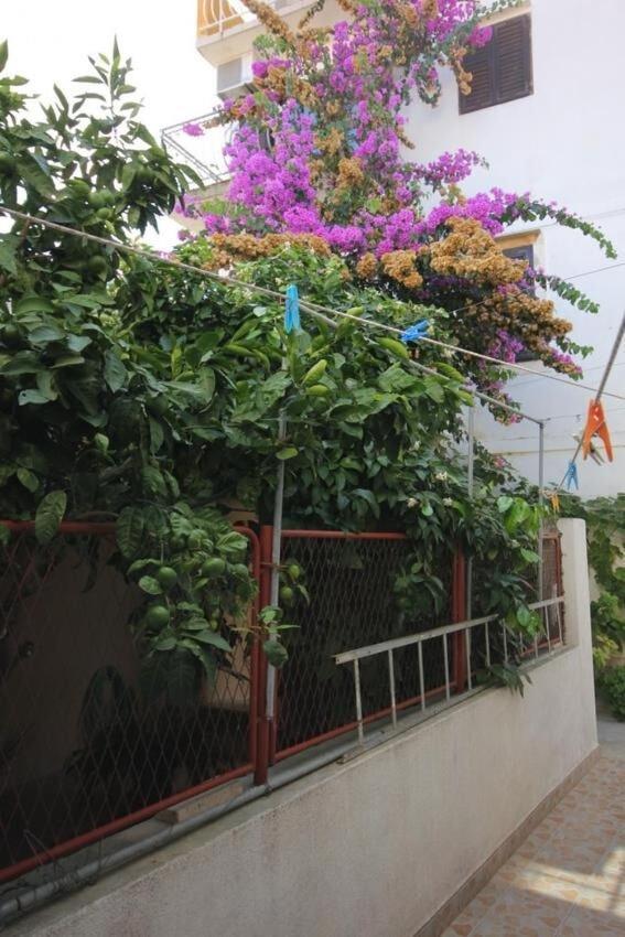 Apartments Zoki - Great Location Close To The Sea 维斯 外观 照片